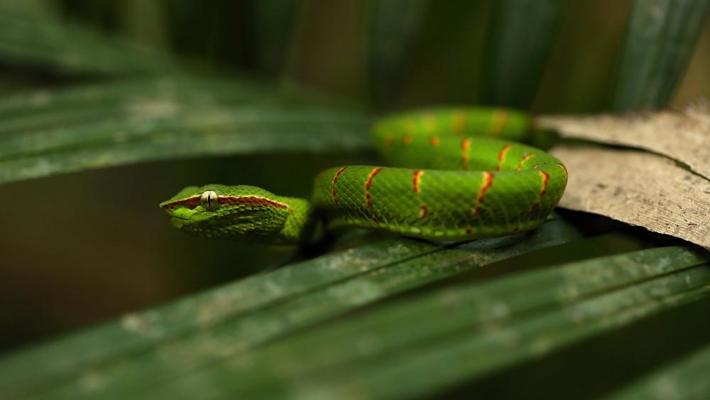 Emerald Serpent Resting on Jungle Leaves in Crisp 5K Detail wallpaper