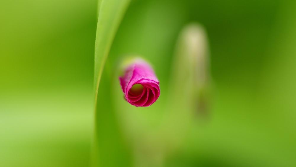 Pink Oxalis Bud in Soft Focus Against Lush Green Background wallpaper