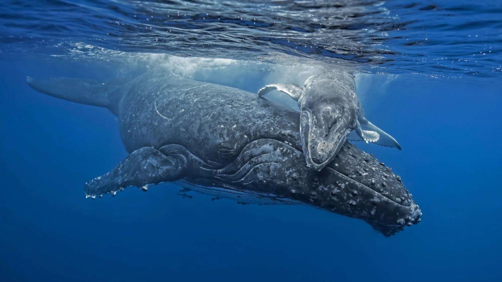Gentle Humpback Mother and Calf Drifting in Sunlit Blue Ocean wallpaper