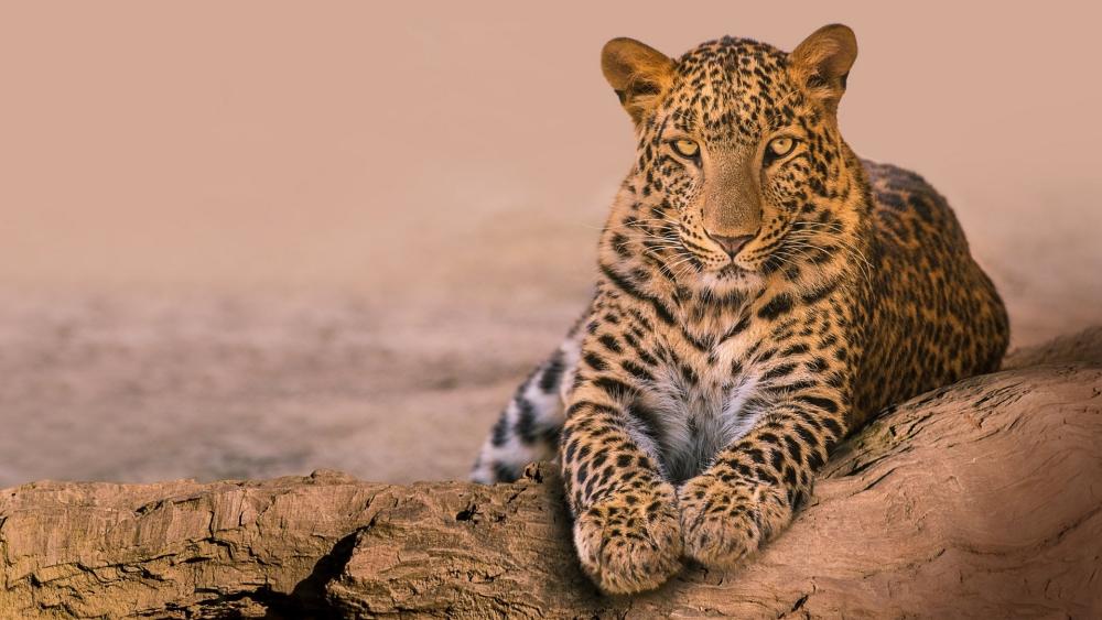 Golden Eyed Leopard Resting on Weathered Log in Soft Desert Light wallpaper