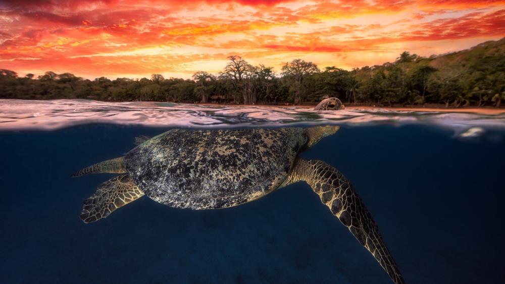 Sunset Sea Turtle Gliding Beneath Tropical Shoreline wallpaper