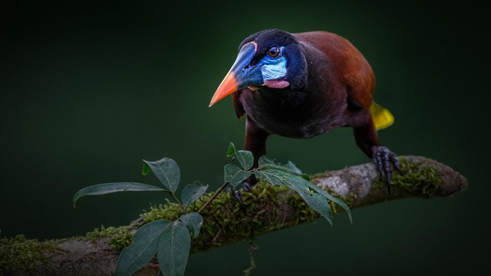 Montezuma Oropendola Perched in Shadowed Rainforest Calm wallpaper