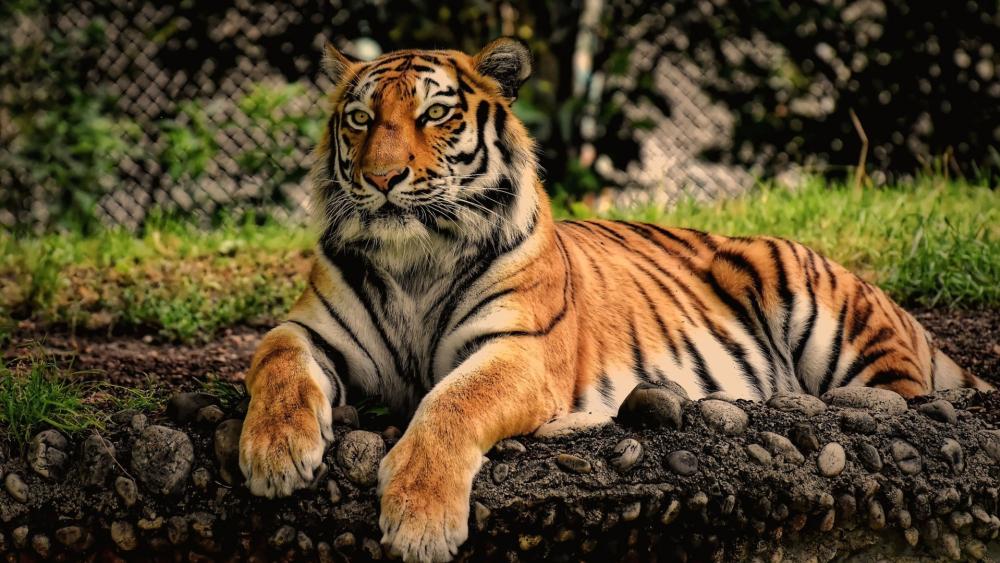 Regal Tiger Resting in Sunlit Grassland Sanctuary wallpaper