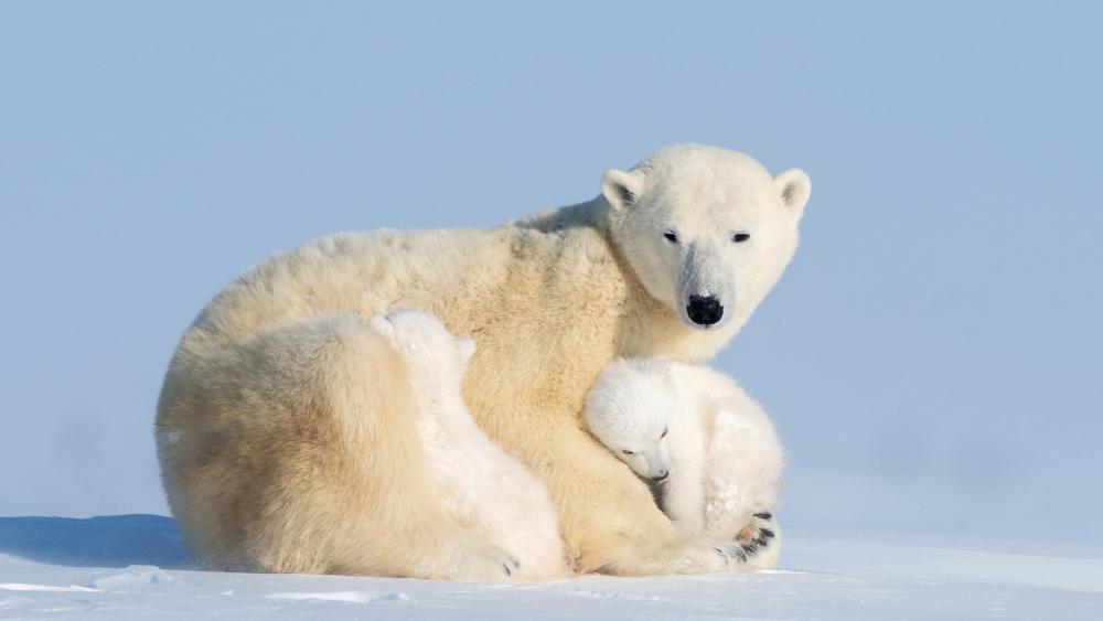 Polar Bear Mother and Cub Resting Together on Arctic Snow wallpaper
