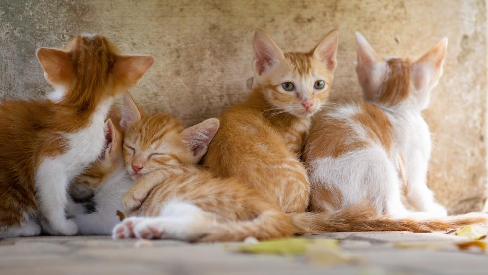 Cozy Ginger Kittens Cuddling in Soft Afternoon Light wallpaper