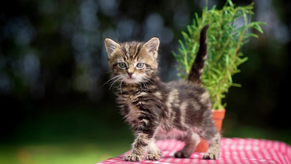 Curious Tabby Kitten Standing Proud in a Sunlit Garden wallpaper