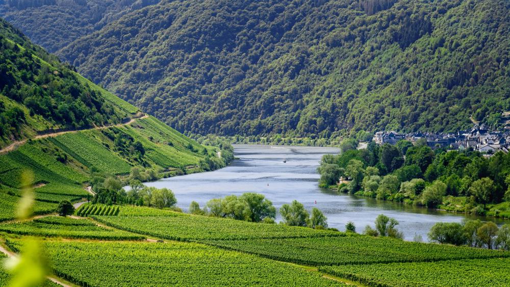 Serene Mosel Valley River Winding Through Lush German Vineyards wallpaper