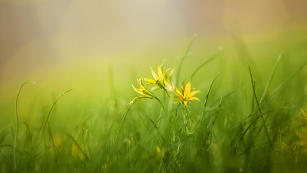 Sunlit Yellow Wildflowers in a Soft Green Meadow wallpaper
