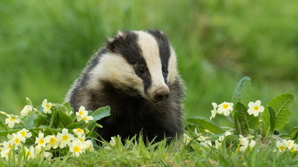Curious European Badger Among Spring Primroses in Soft Green Meadow wallpaper