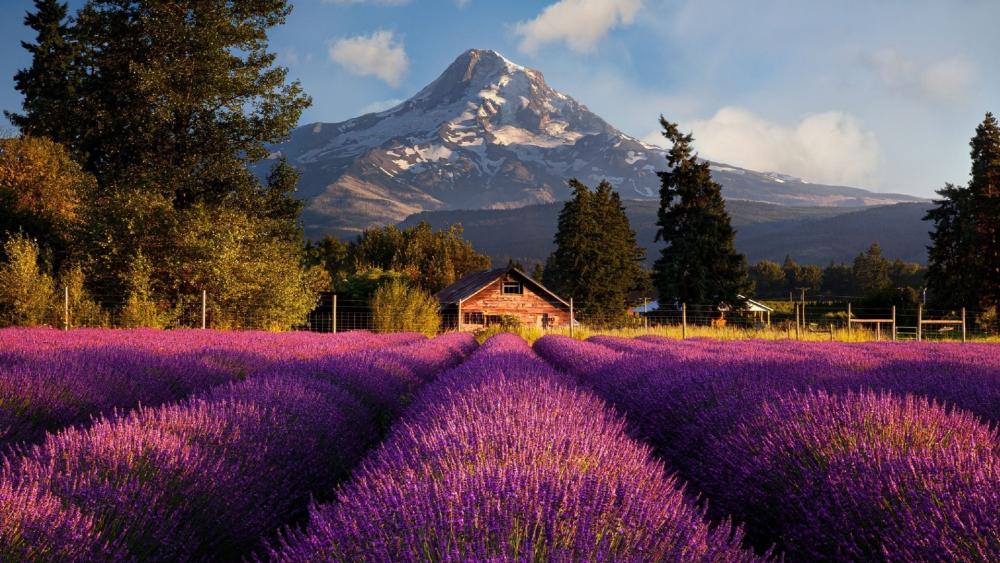 Lavender Fields with Mount Hood Majesty wallpaper