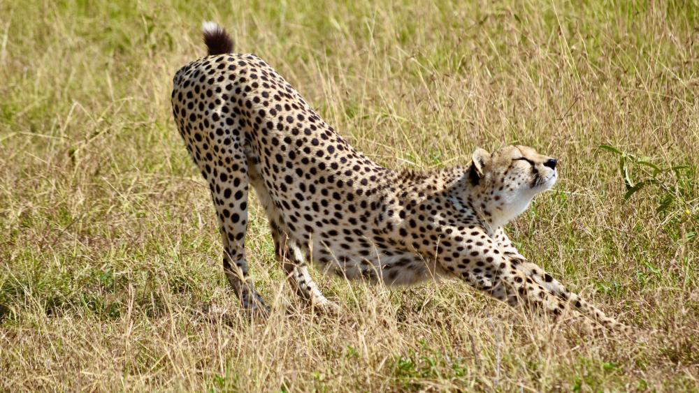 Sunlit Cheetah Stretching in the Savanna Grasslands wallpaper
