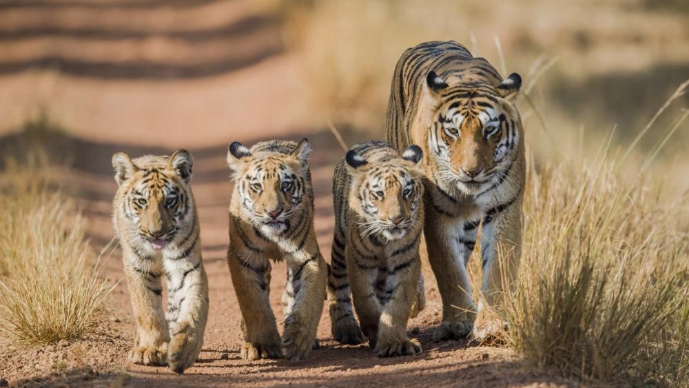 Wild Tiger Mother Leading Three Cubs Along a Sunlit Trail wallpaper