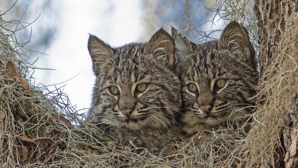 Twin Lynx Cubs Nestled in a Forest Tree Hollow wallpaper
