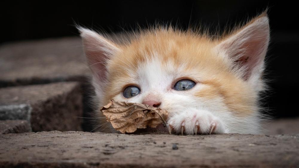 Curious Ginger Kitten Playing With a Dry Leaf Close Up Wallpaper wallpaper
