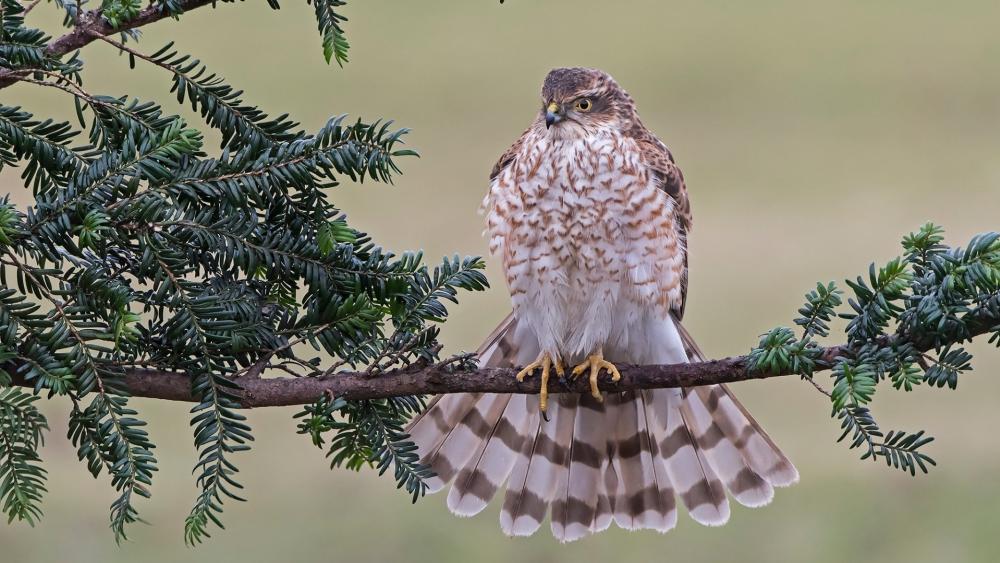 Sharp Shinned Hawk Perched Calmly Among Evergreen Boughs wallpaper