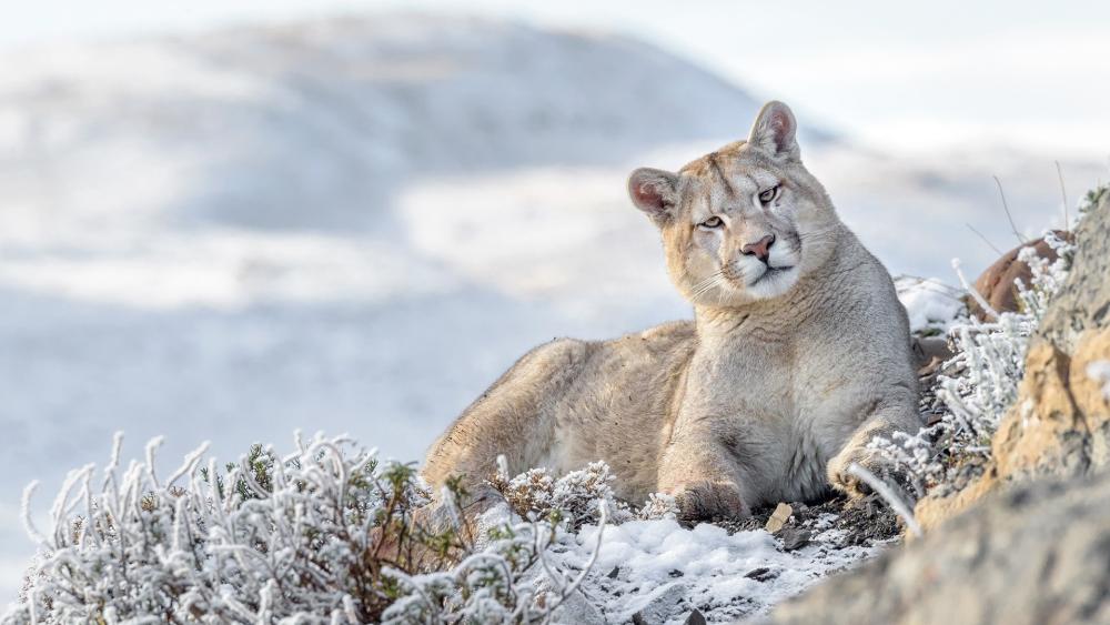Serene Puma Resting in Frosted Snowy Mountainside wallpaper