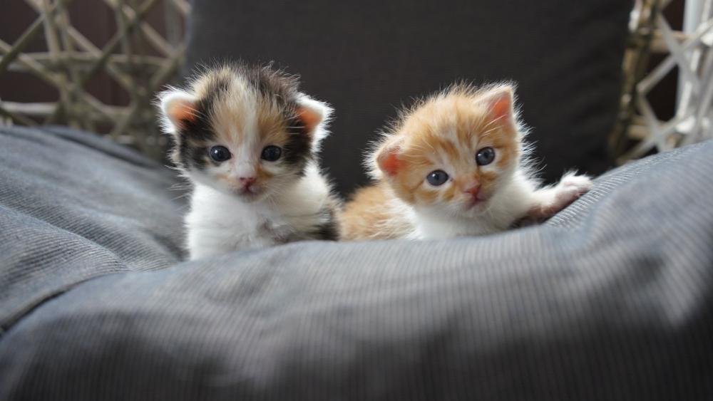Snuggled Twin Kittens Resting on Soft Gray Cushion wallpaper