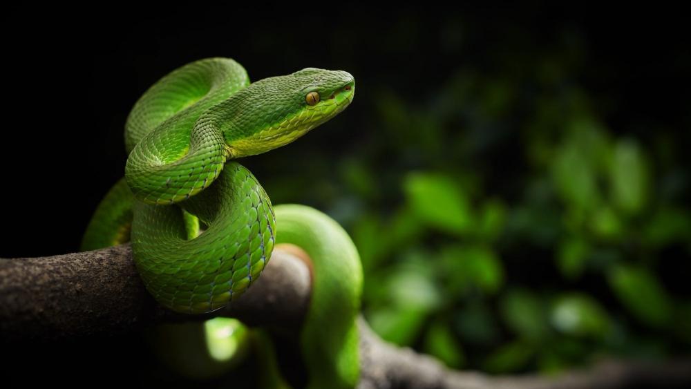 Emerald Tree Serpent Coiled on a Shadowed Branch wallpaper