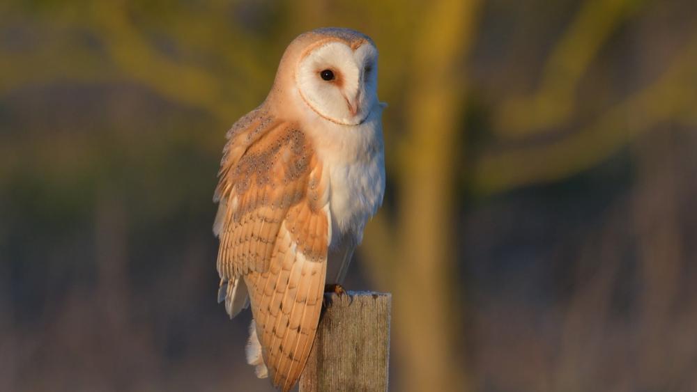 Silent Barn Owl at Dusk Perched in Golden Light wallpaper