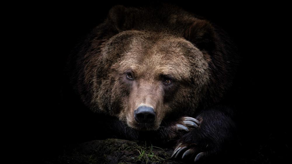 Shadowed Grizzly Portrait on Deep Black Background 4K wallpaper