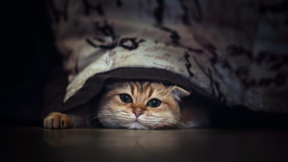 Cozy Hide and Seek Catling Under the Blanket in 4K wallpaper