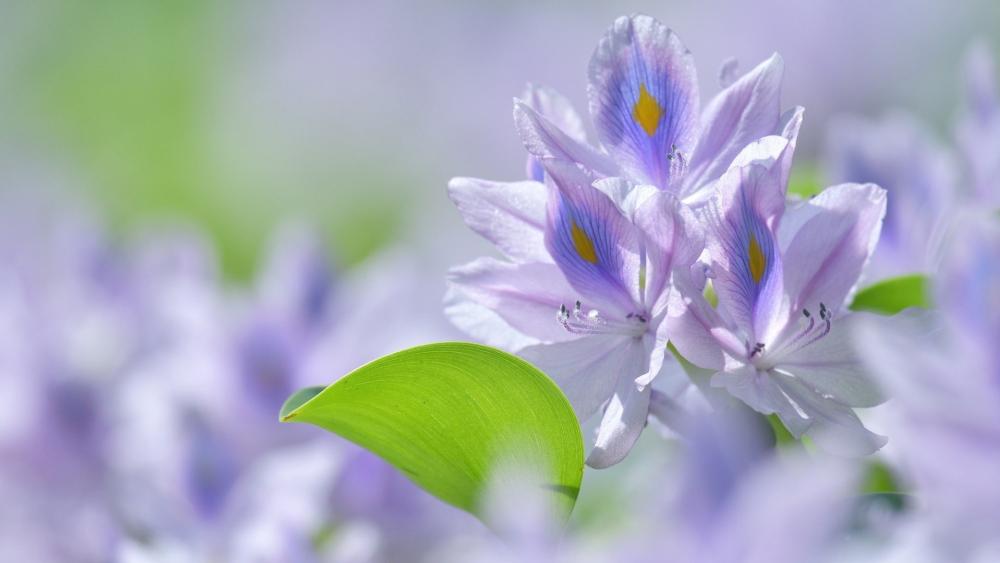Soft Water Hyacinth Blossoms in Morning Light wallpaper