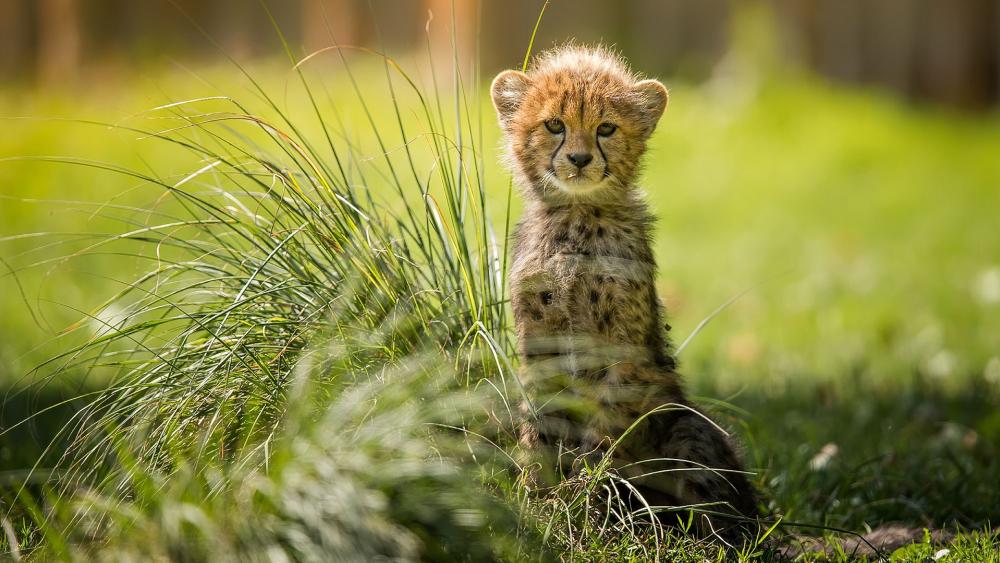 Sunlit Baby Cheetah Cub Resting in Lush Green Grass wallpaper