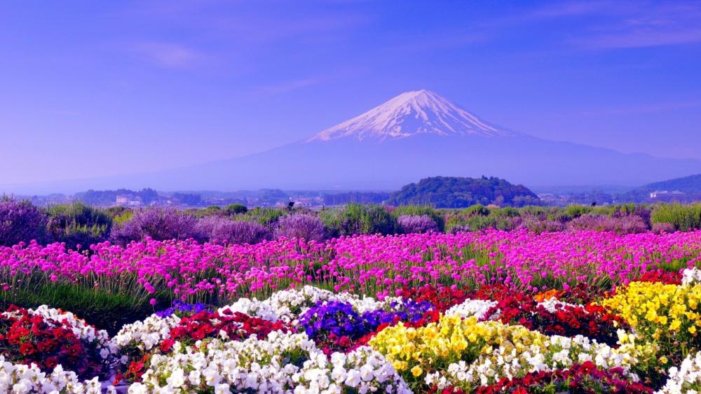 Mount Fuji Above a Vibrant Summer Flower Field in Japan wallpaper