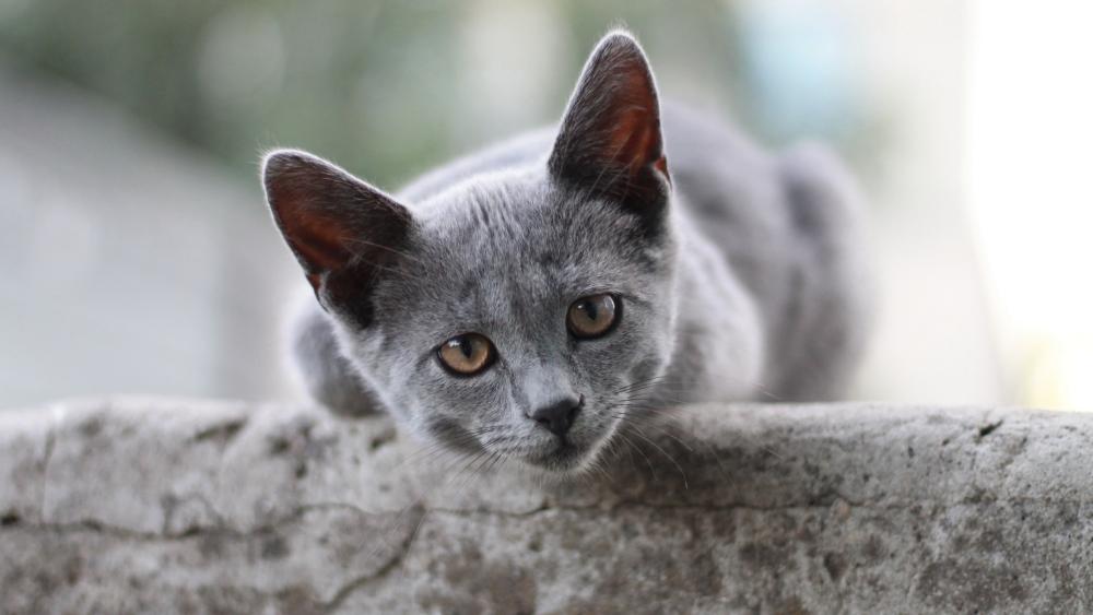 Soft Focus Russian Blue Kitten Resting on Stone Ledge wallpaper