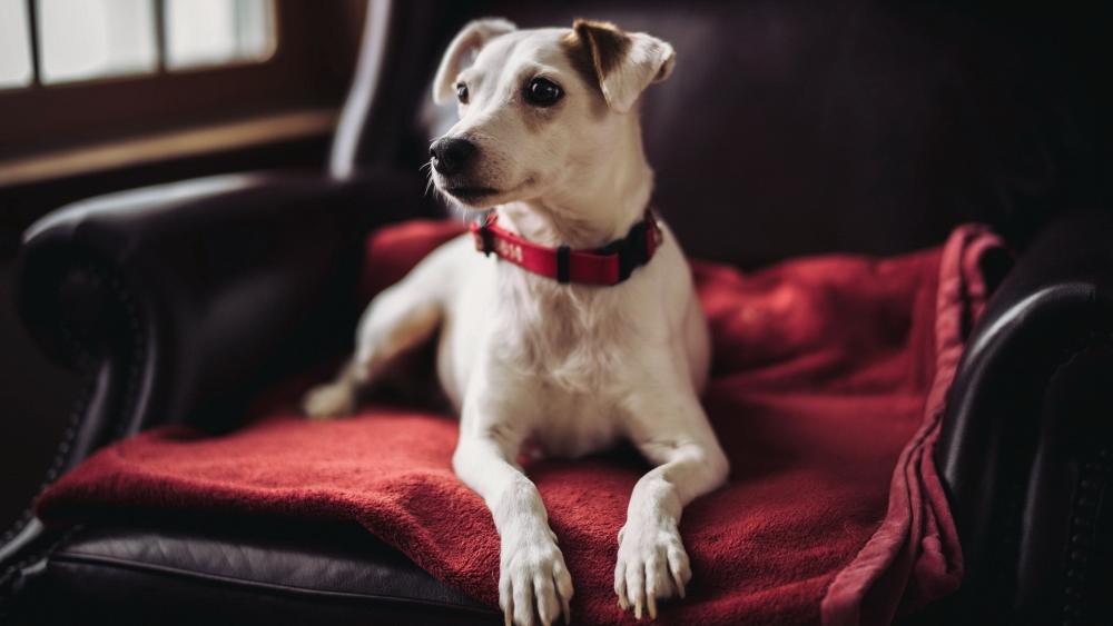 Cozy Terrier Lounging on Red Blanket in Soft Window Light wallpaper