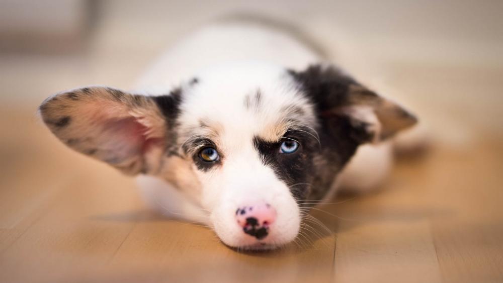 Big Eared Puppy with Dreamy Eyes Soft Focus Wallpaper wallpaper