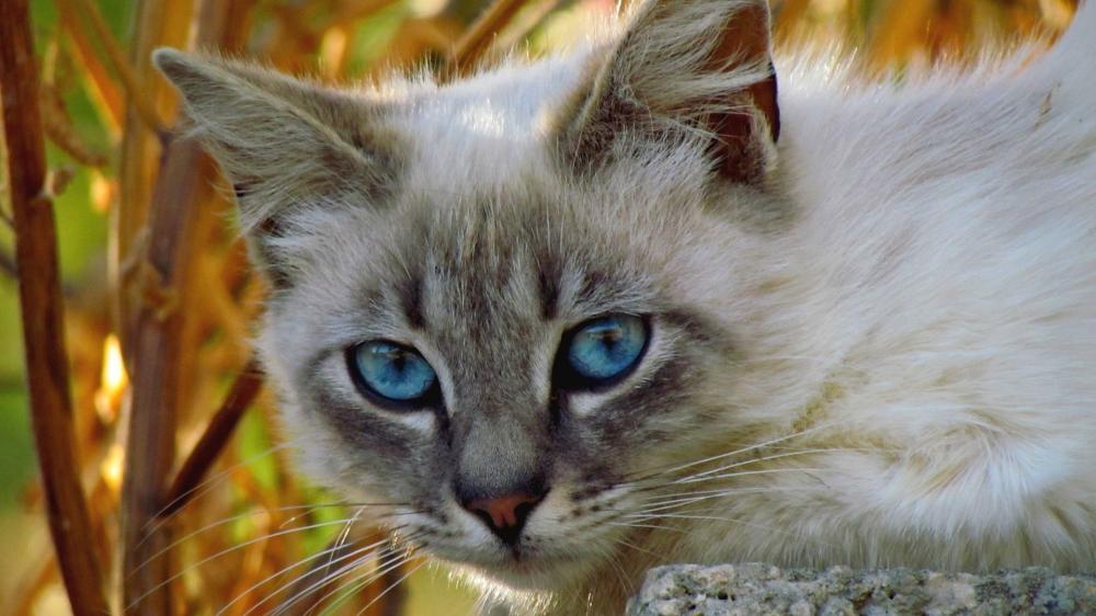 Mesmerizing Blue Eyed Cat Resting in Warm Golden Garden Light wallpaper