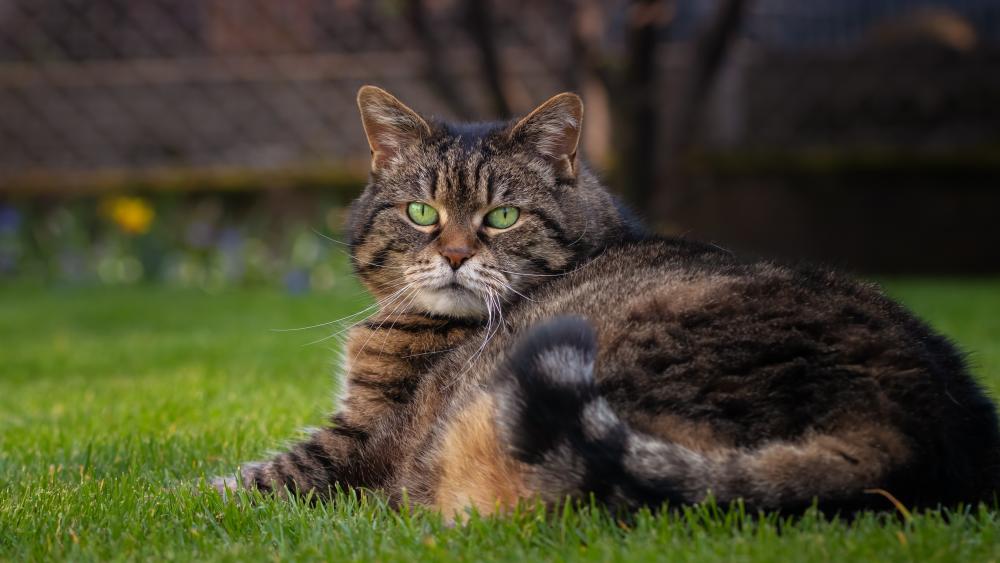 Majestic Chubby Tabby Cat Relaxing on Spring Garden Grass wallpaper