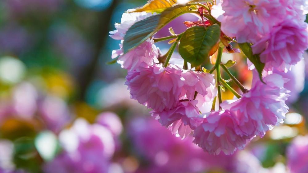 Soft Sakura Blooms in Sunlit Spring Close Up wallpaper