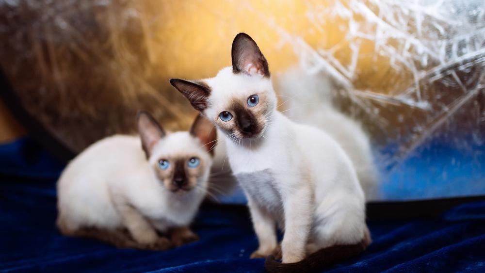 Blue Eyed Siamese Kittens in Warm Light wallpaper