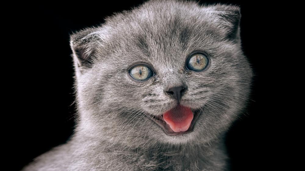 Playful Grey Kitten Smiling on Deep Black Background wallpaper