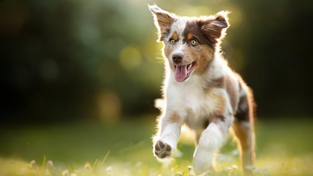 Sunlit Joyful Australian Shepherd Puppy Running Free in the Grass wallpaper