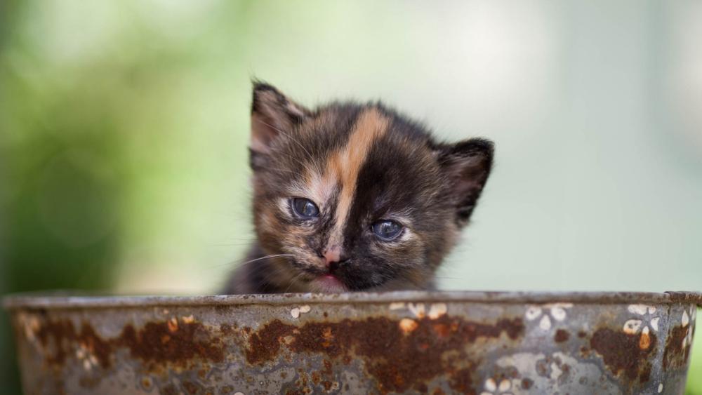 Curious Striped Kitten Peeking Over Weathered Bowl wallpaper