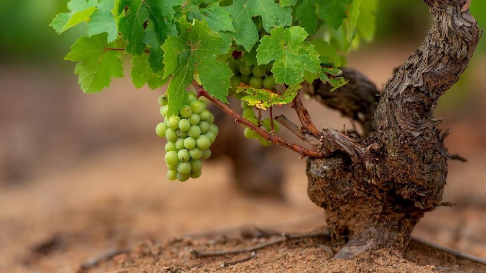 Sunlit Grapes Hanging from an Old Vineyard Vine wallpaper