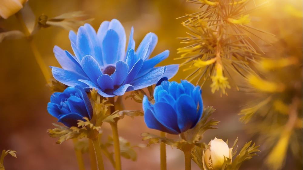 Sunlit Blue Anemone Blossoms in Golden Meadow Glow wallpaper