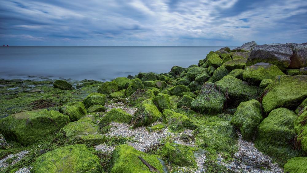 Emerald Moss Boulders Along a Calm Coastal Shoreline wallpaper