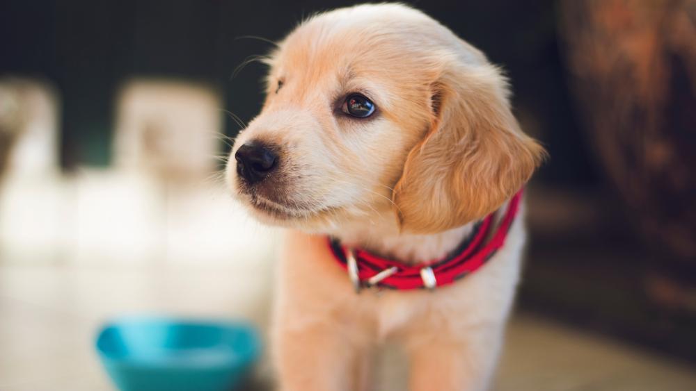 Soft Golden Retriever Puppy Portrait in Warm 5K Detail wallpaper