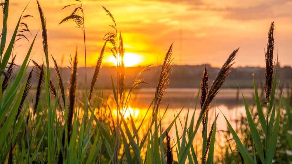 Golden Sunset Over Lake Reeds in Crisp 5K Serenity wallpaper