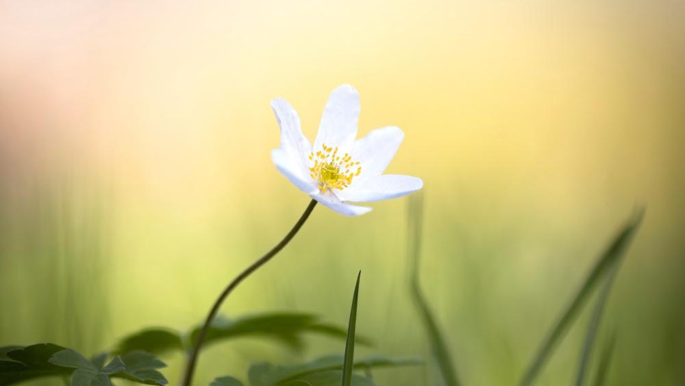 Sunlit White Wildflower Close Up in Soft Spring Meadow Blur wallpaper