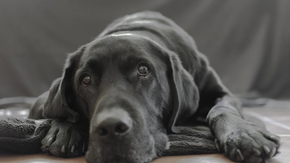 Gentle Black Dog Resting in Soft Light Minimal Portrait Wallpaper wallpaper
