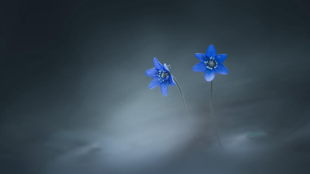 Blue Hepatica Blossoms Floating in Soft Misty Bokeh wallpaper