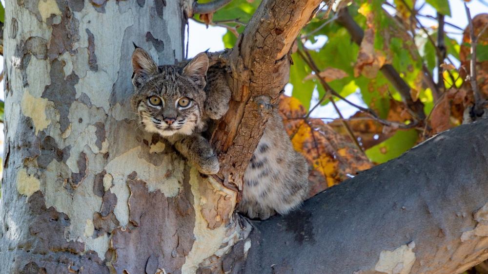 Curious Bobcat Resting in Sunlit Tree Branches wallpaper