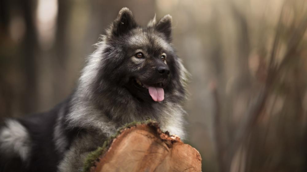 Majestic Keeshond Wolfspitz Resting on Mossy Log in Forest wallpaper