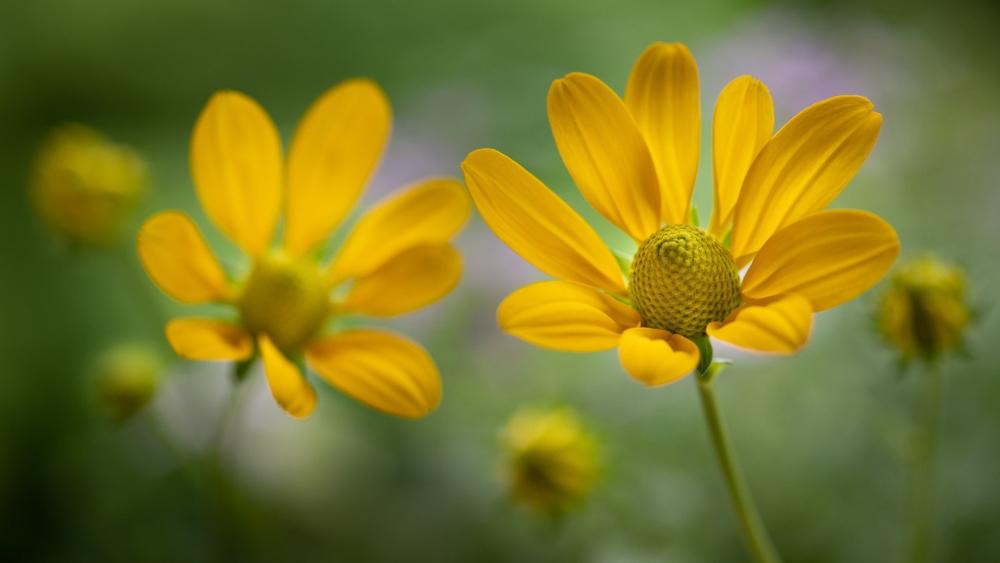 Golden Daisy Blooms in Soft Green Bokeh Meadow wallpaper