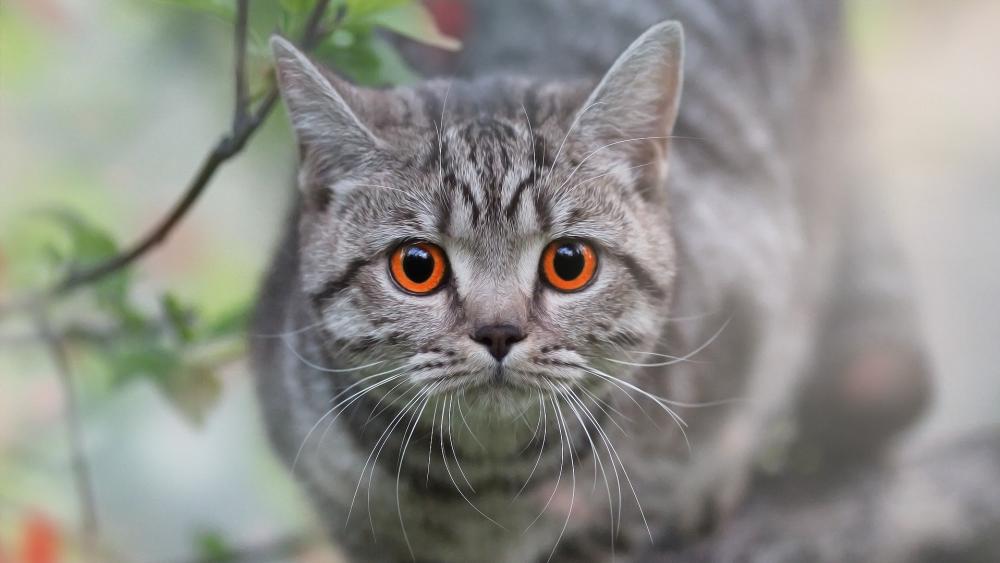 Amber Eyed Tabby Cat Stare in Soft Forest Light wallpaper
